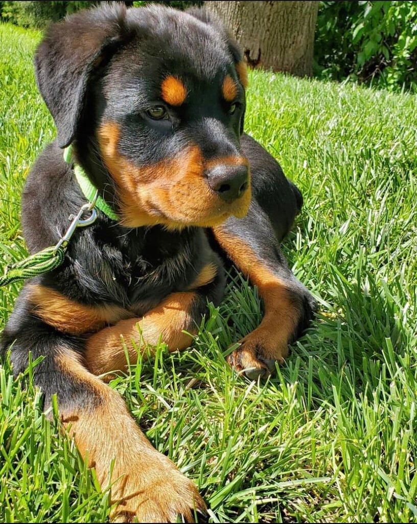 German shepherd for sale