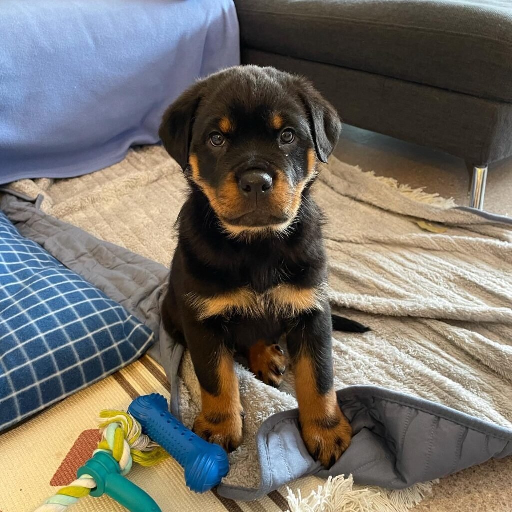 German shepherd for sale