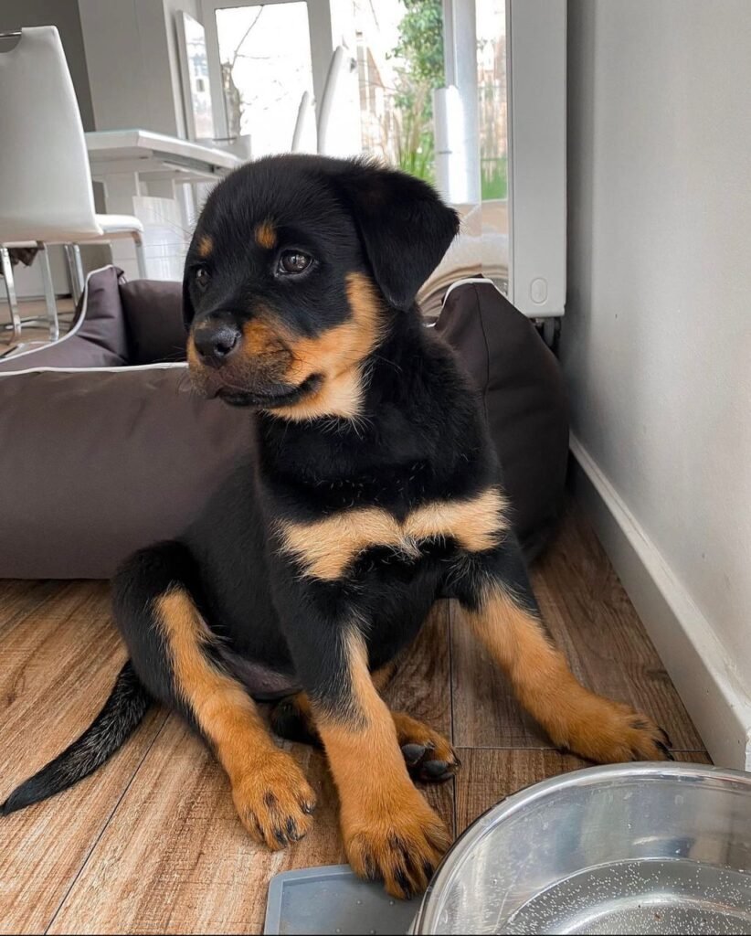 German shepherd for sale