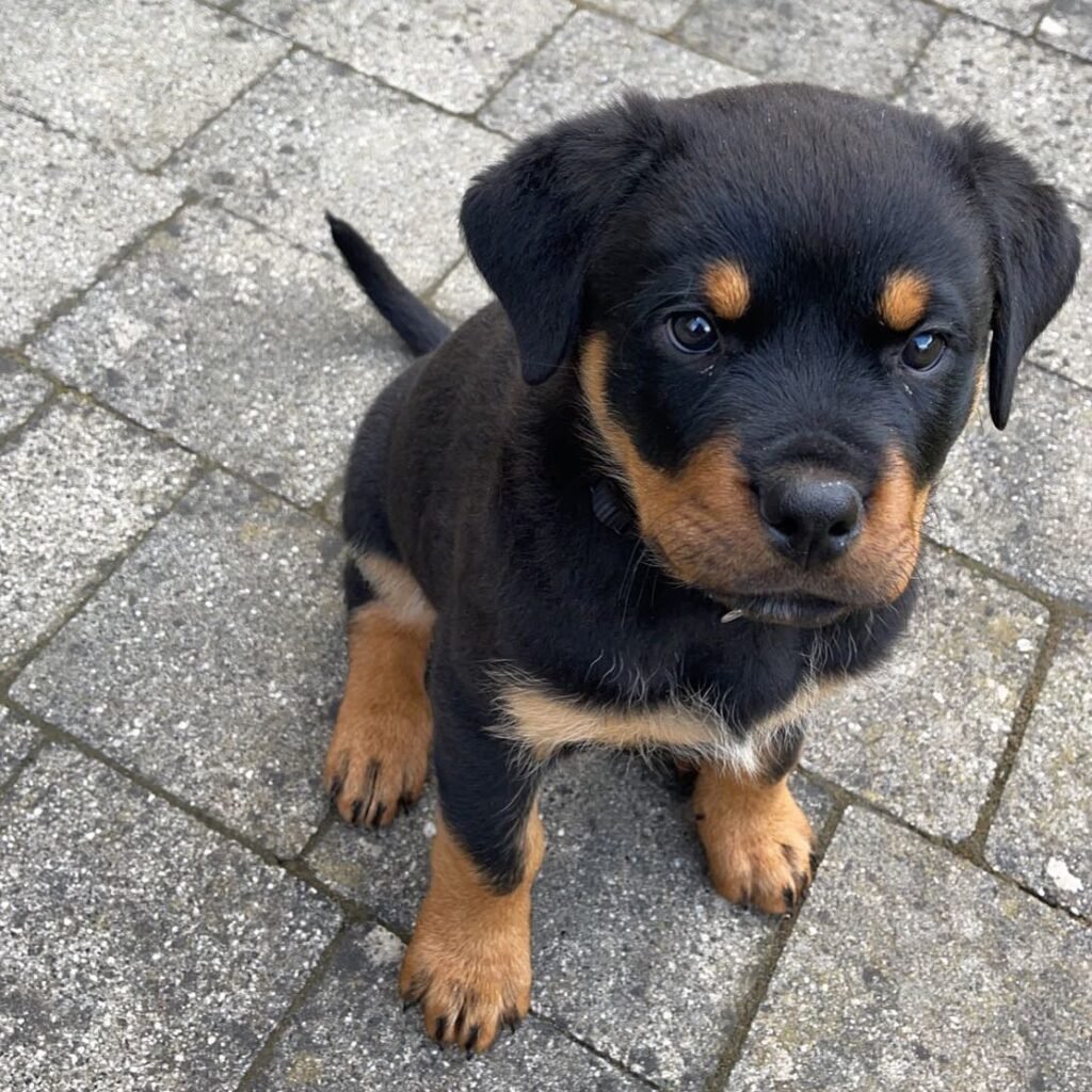 German shepherd for sale