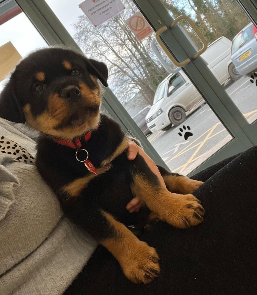 German shepherd for sale